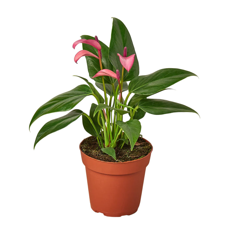 Anthurium &