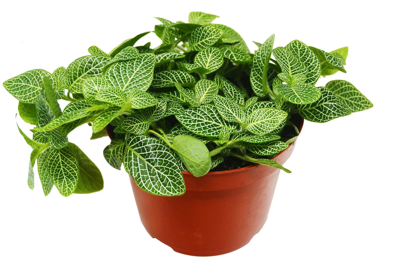 Fittonia &