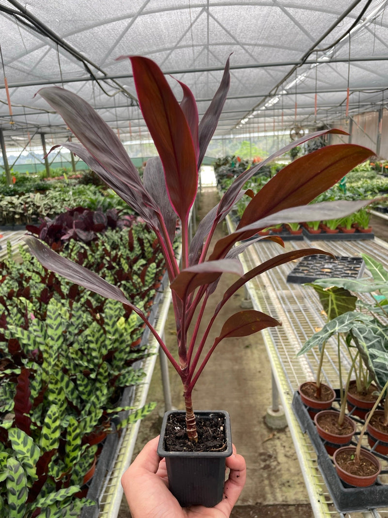 Cordyline &