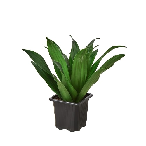 Dracaena &