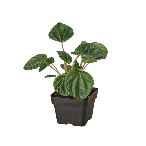 Peperomia &