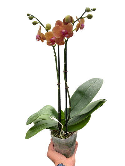 Orchid 'Orange Phalaenopsis'