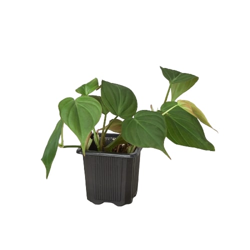 Philodendron &