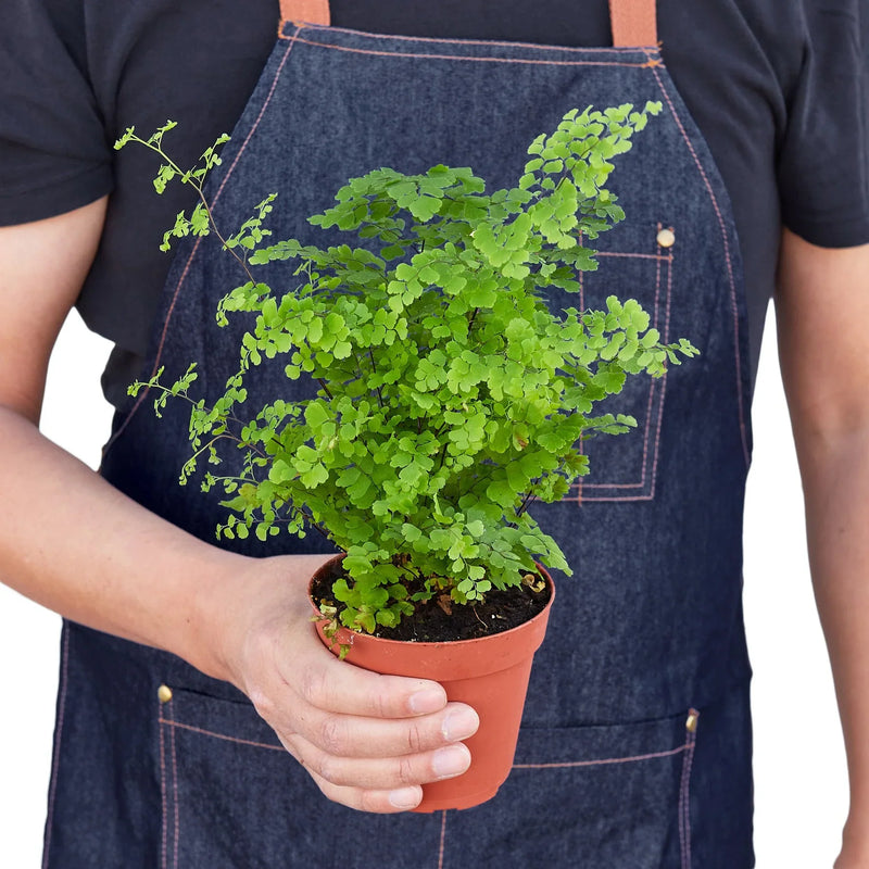 Maidenhair Fern