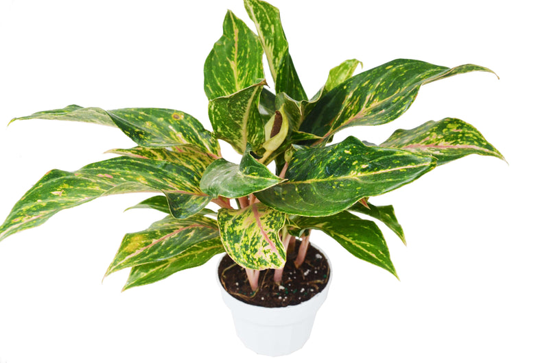 Chinese Evergreen &