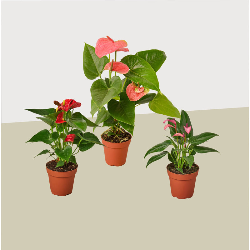 3 Anthurium Variety Pack- All Different Colors - 4" Pots