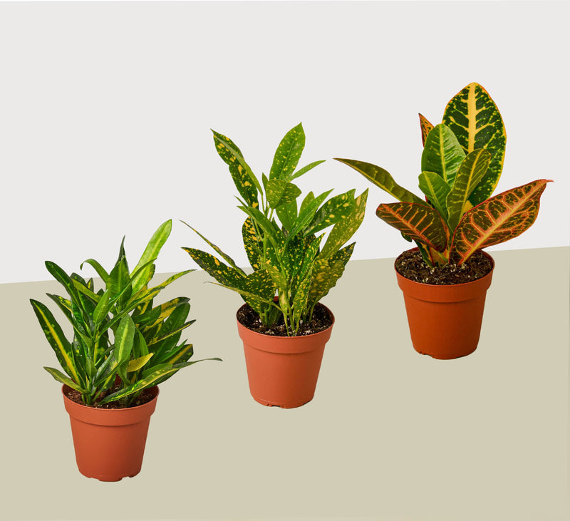 3 Croton Variety Pack / 4" Pot / Live Plant / House Plant