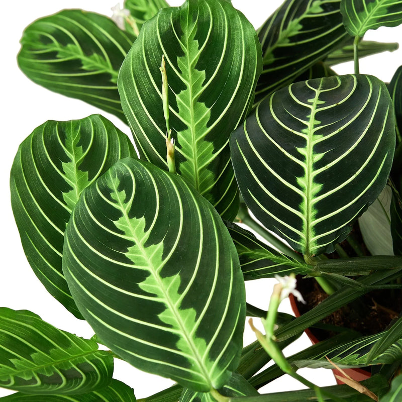 Maranta &