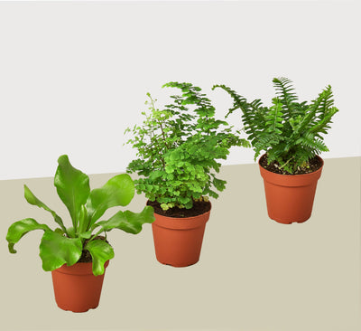 3 Fern Variety Pack - Live Plants - 4" Pot - House Plant