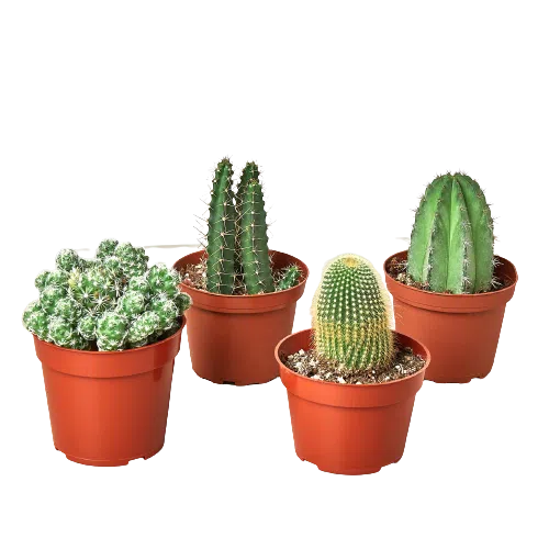 4 Cacti Variety Pack - 4.0" Pot-Succulent-American Plant Supply