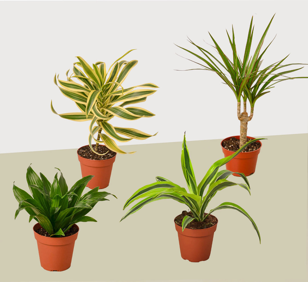 4 Different Dracaenas Variety Pack - Live House Plant - 4" Pot-4" Plant (4pk/$2) ($13 Ship/47oz)-American Plant Supply