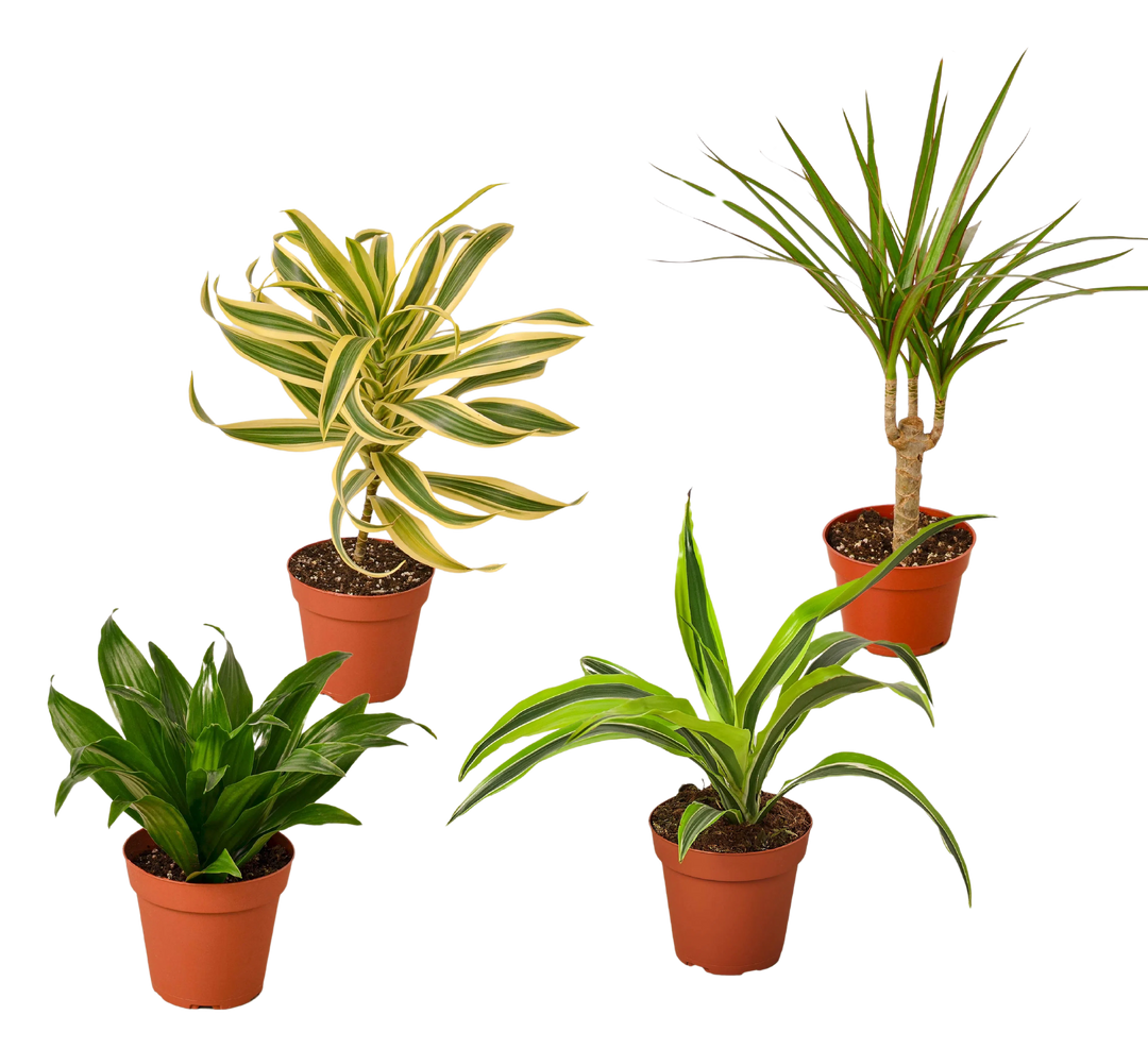 4 Different Dracaenas Variety Pack - Live House Plant - 4" Pot-4" Plant (4pk/$2) ($13 Ship/47oz)-American Plant Supply