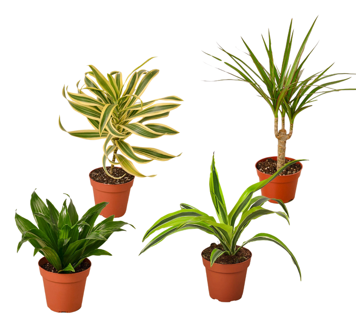 4 Different Dracaenas Variety Pack - Live House Plant - 4" Pot-4" Plant (4pk/$2) ($13 Ship/47oz)-American Plant Supply