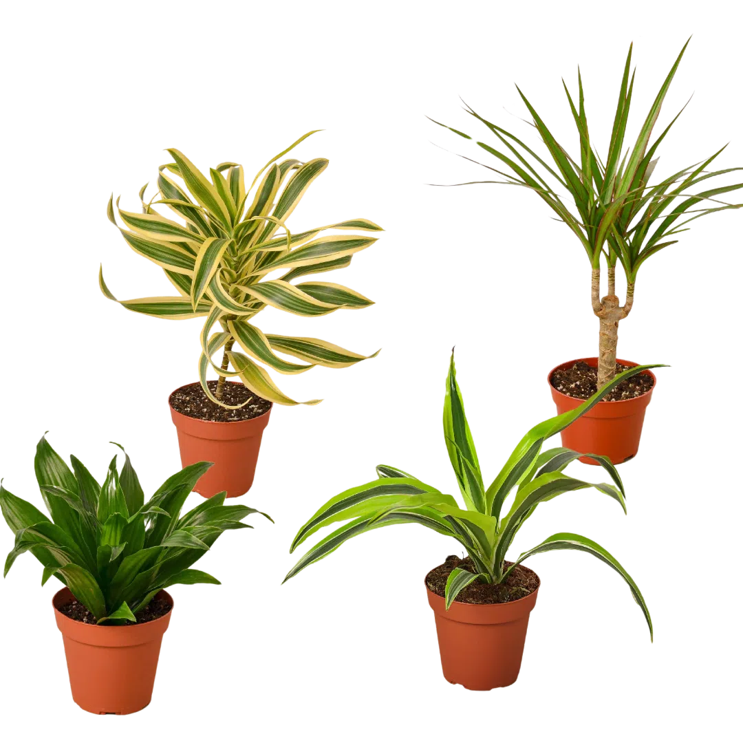 4 Different Dracaenas Variety Pack - Live House Plant - 4" Pot-4" Plant (4pk/$2) ($13 Ship/47oz)-American Plant Supply