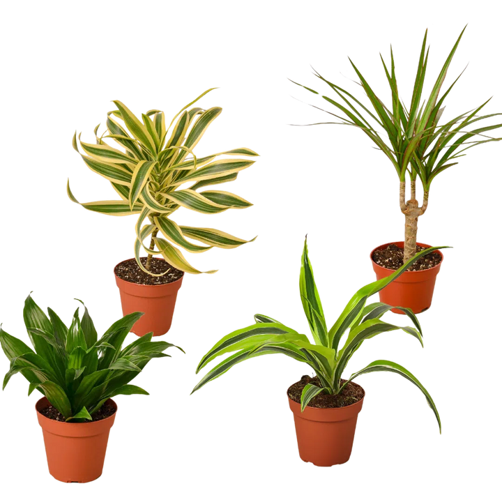 4 Different Dracaenas Variety Pack - Live House Plant - 4" Pot-4" Plant (4pk/$2) ($13 Ship/47oz)-American Plant Supply