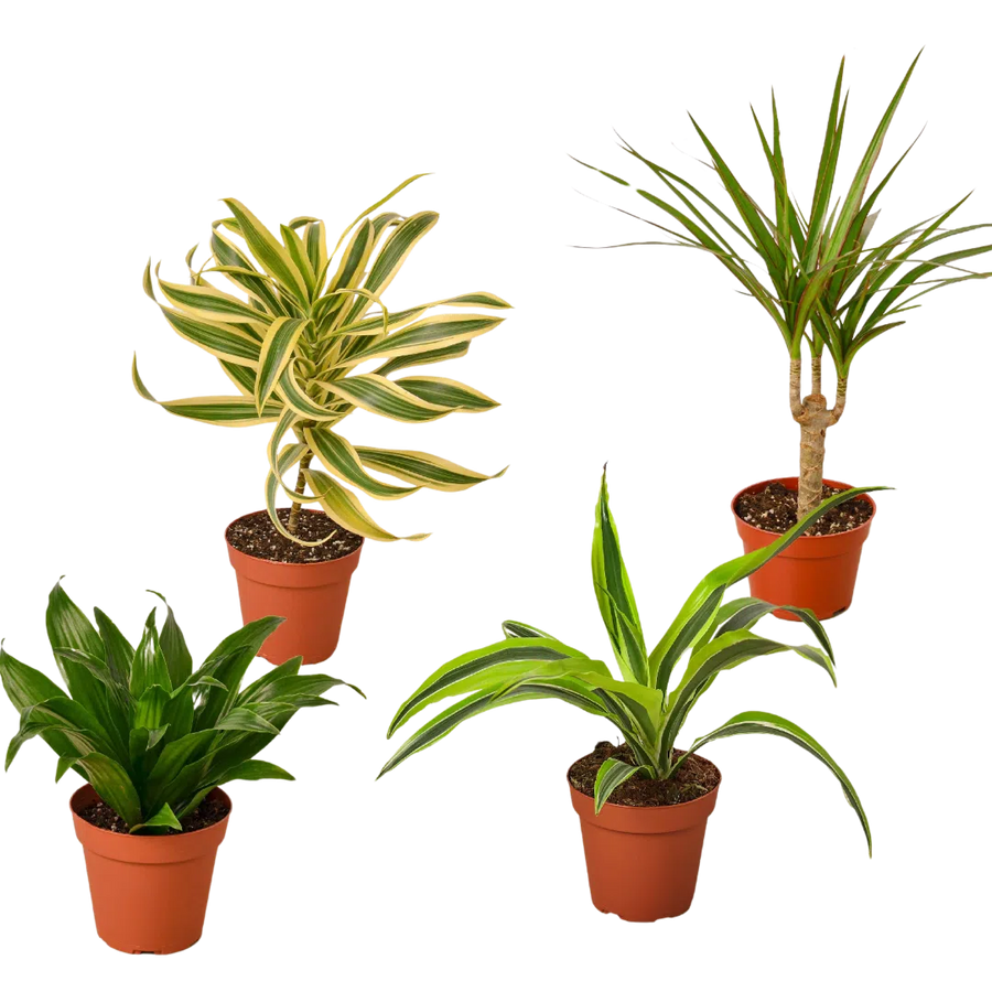 4 Different Dracaenas Variety Pack - Live House Plant - 4" Pot-4" Plant (4pk/$2) ($13 Ship/47oz)-American Plant Supply