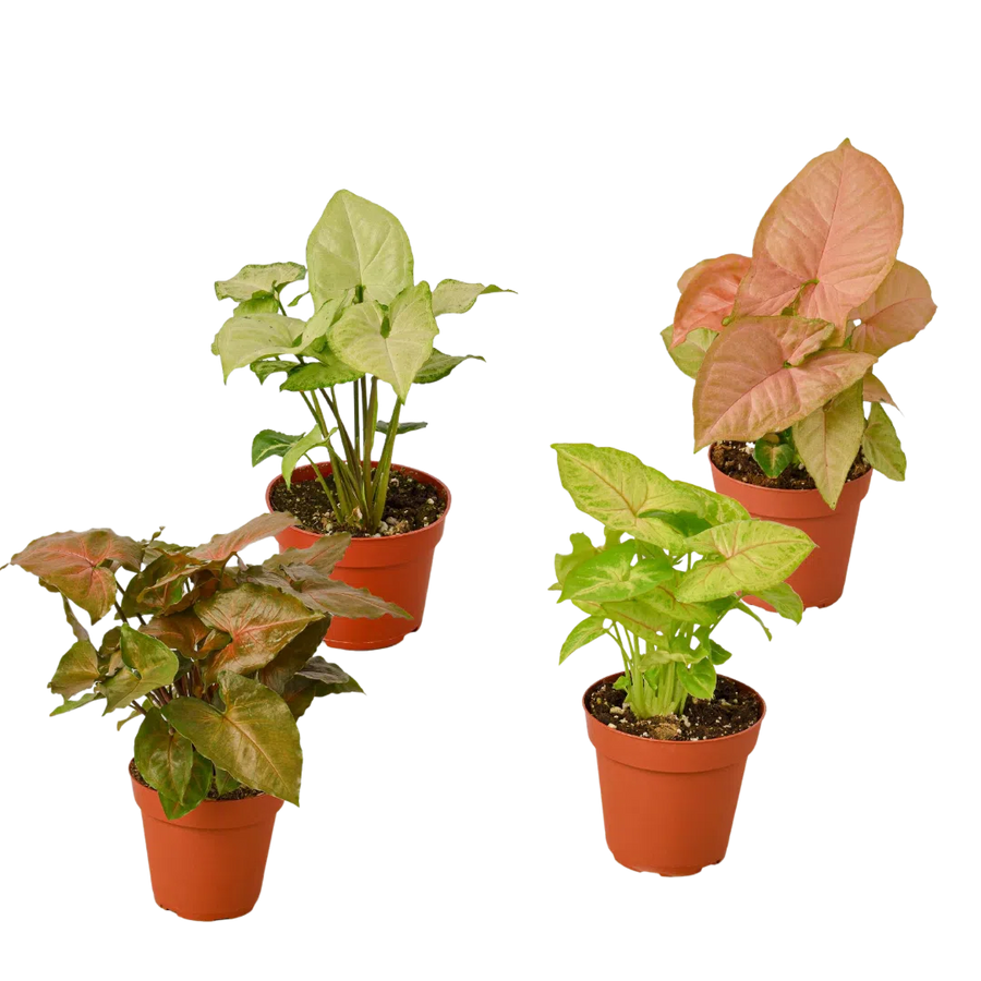 4 Different Syngonium Plants - Arrowhead Plants / 4" Pot / Live Plant-4" Plant (4pk/$2) ($13 Ship/47oz)-American Plant Supply