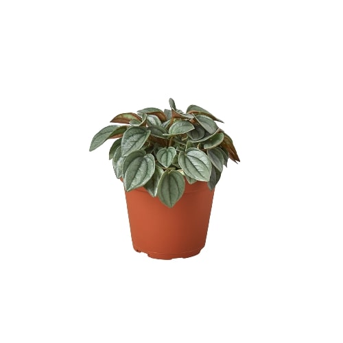 Peperomia &