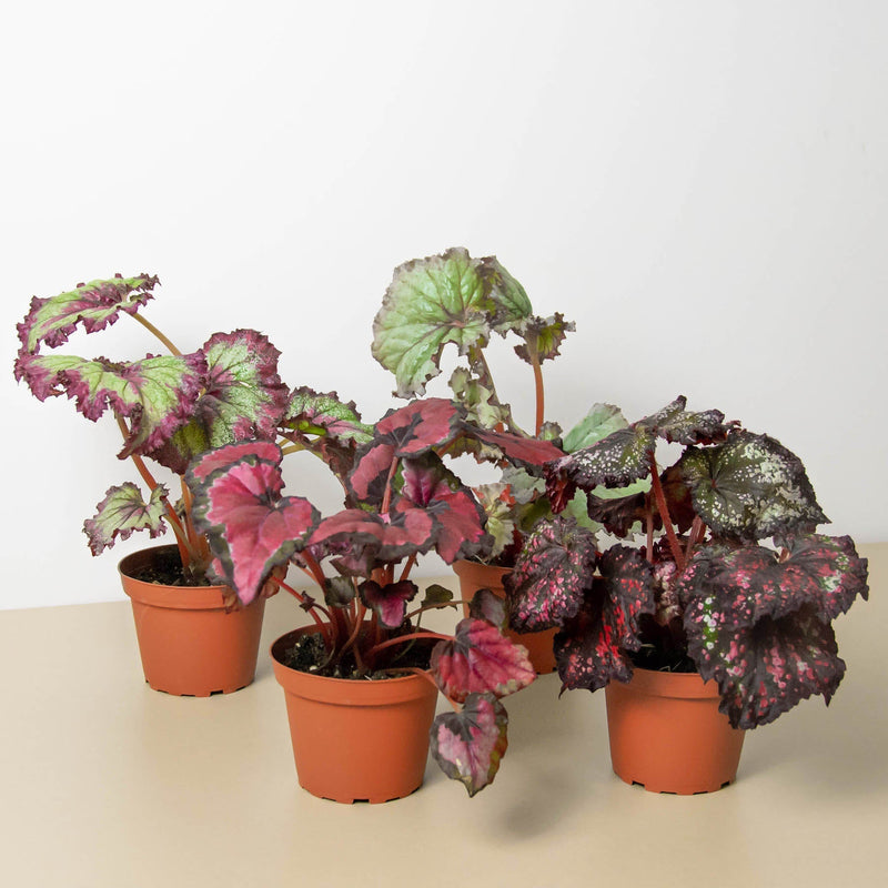 Begonia &