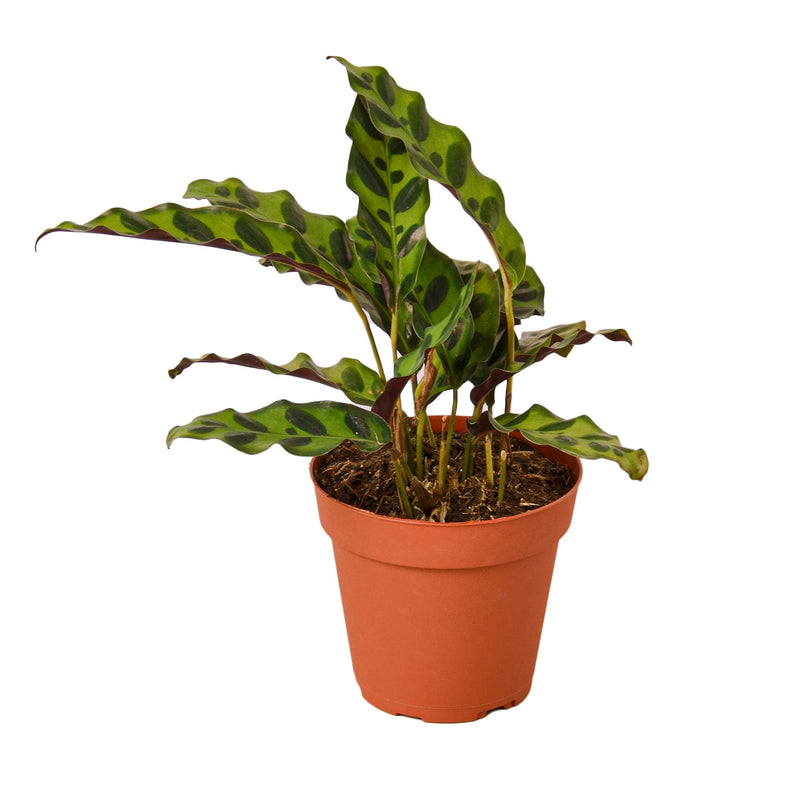 Calathea Lancifolia &