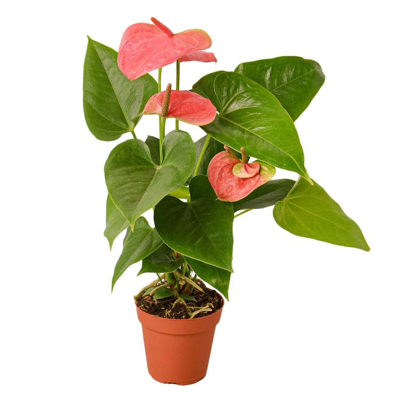 Anthurium &