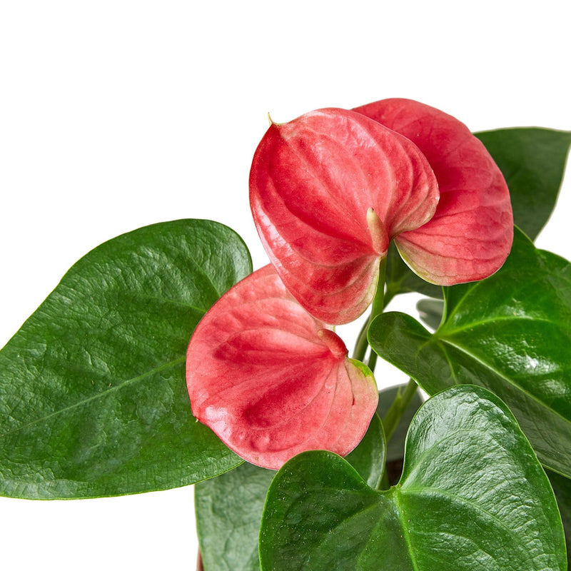 Anthurium &