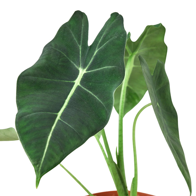 Alocasia Micholitziana &