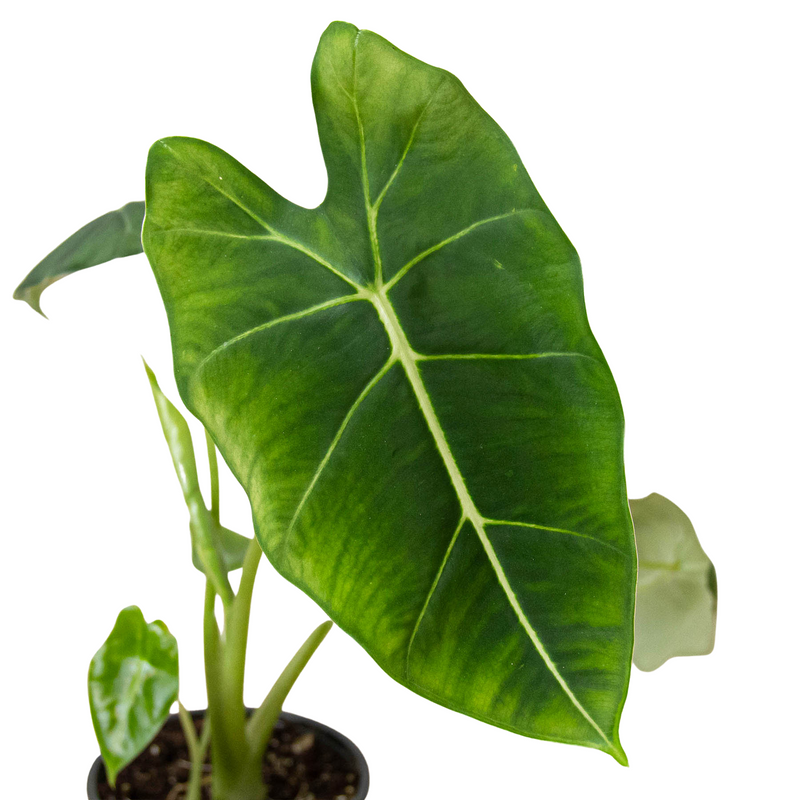 Alocasia Micholitziana &