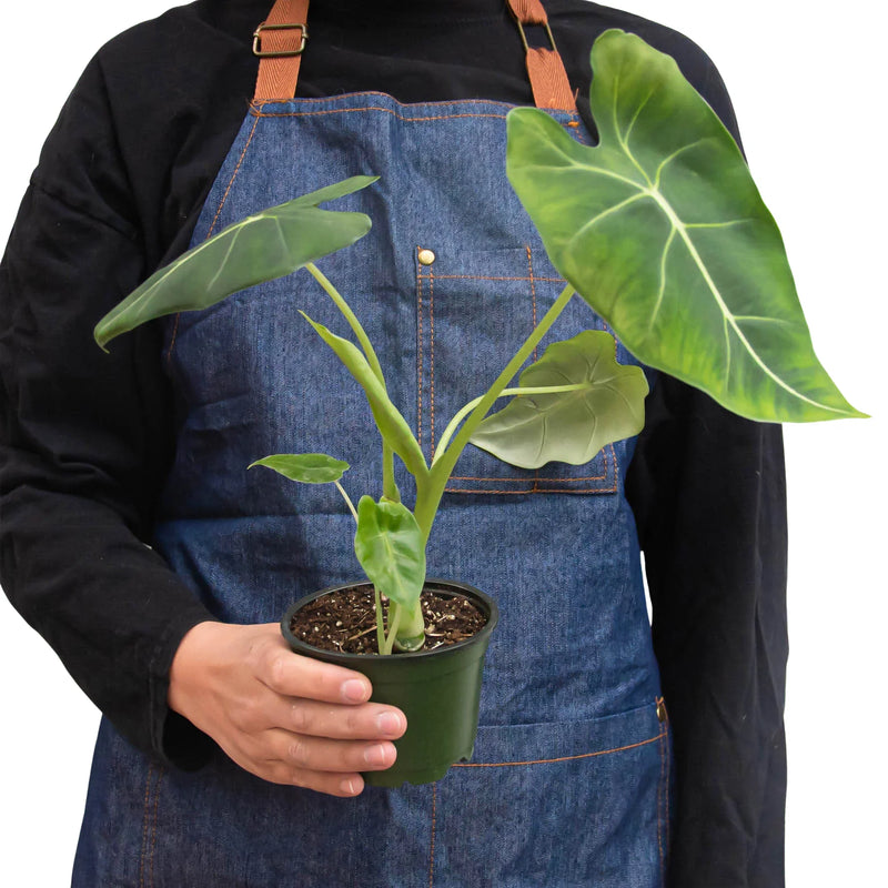 Alocasia Micholitziana &