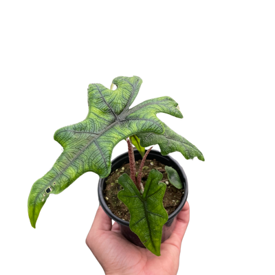 Alocasia 'Jacklyn'