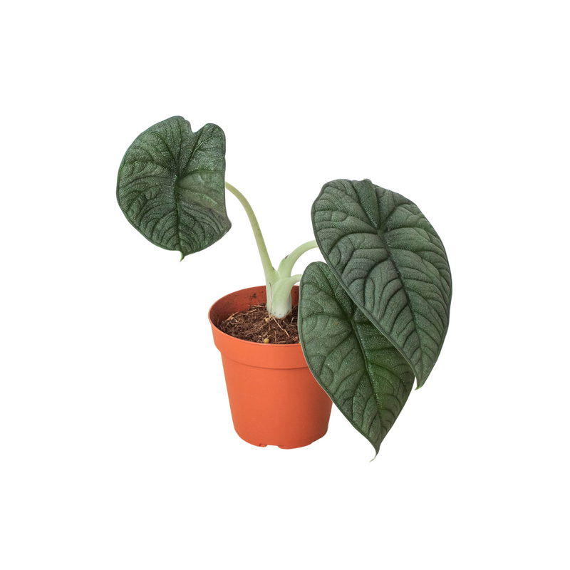 Alocasia &