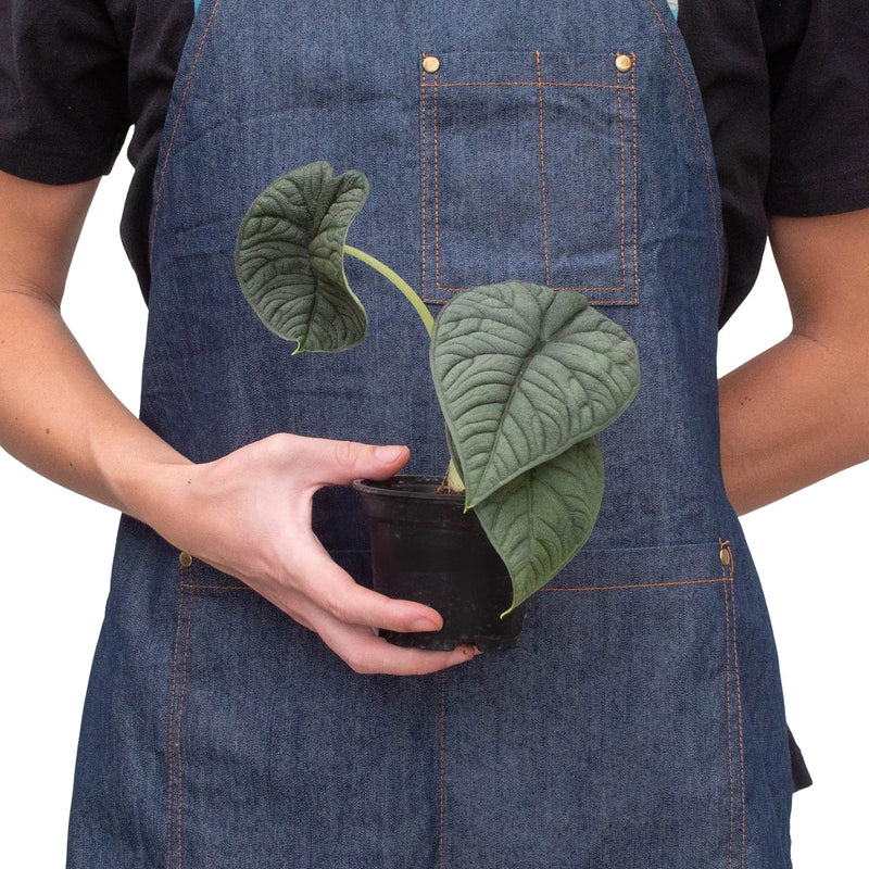 Alocasia &