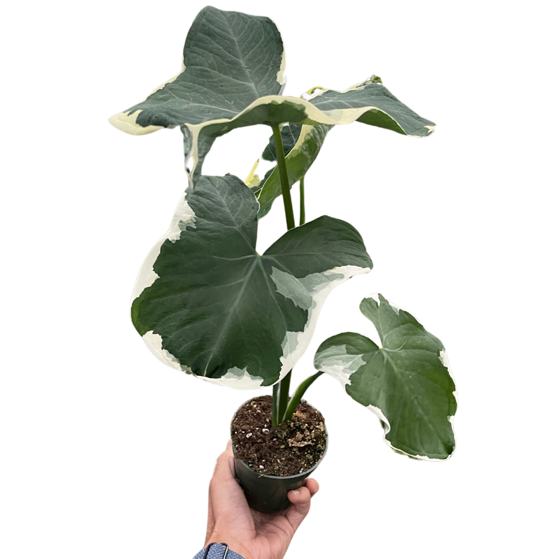 Alocasia &