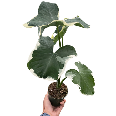 Alocasia 'Mickey Mouse' (Xanthosoma sagittifolium 'Variegatum Monstrosum')