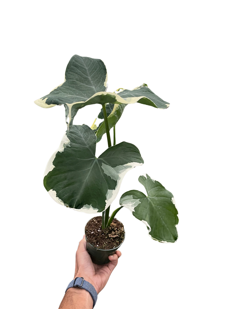 Alocasia &