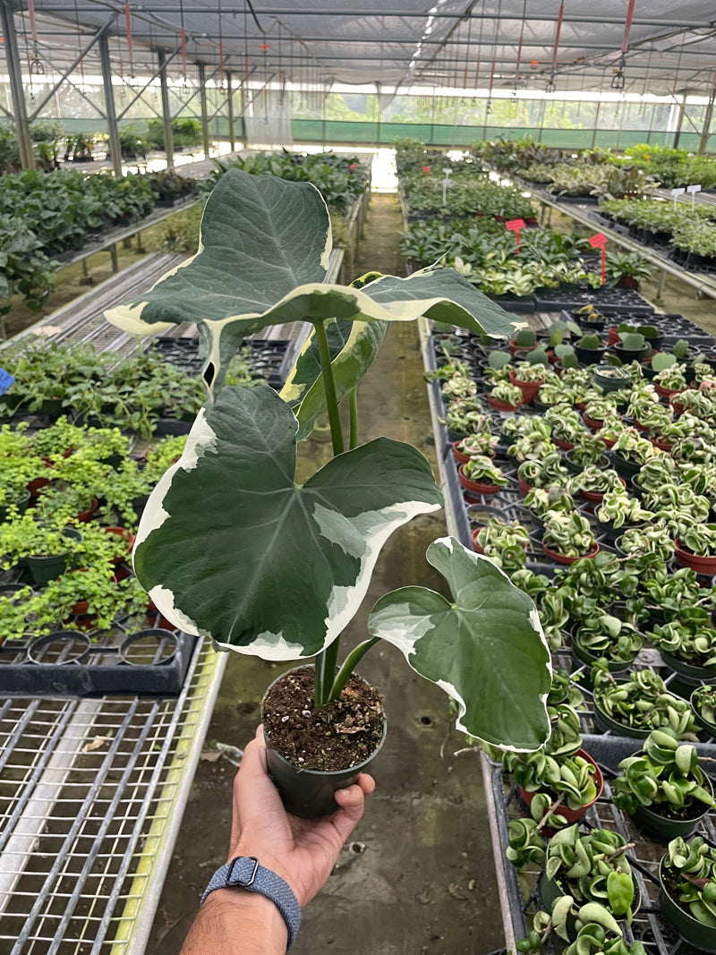 Alocasia &