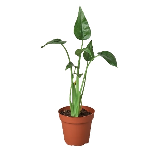 Alocasia &