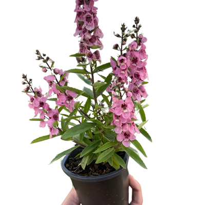 Angelonia