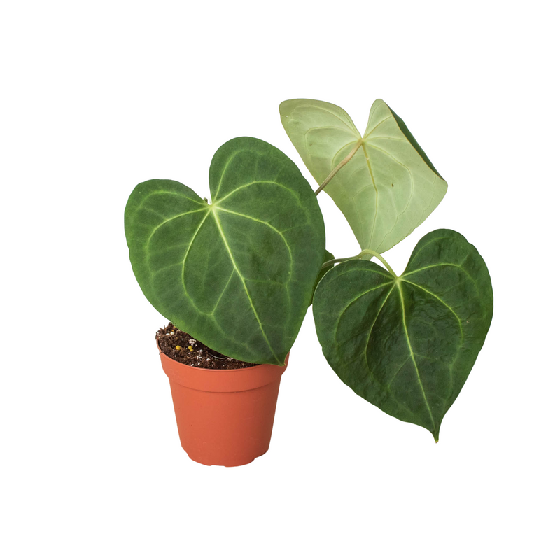 Anthurium &