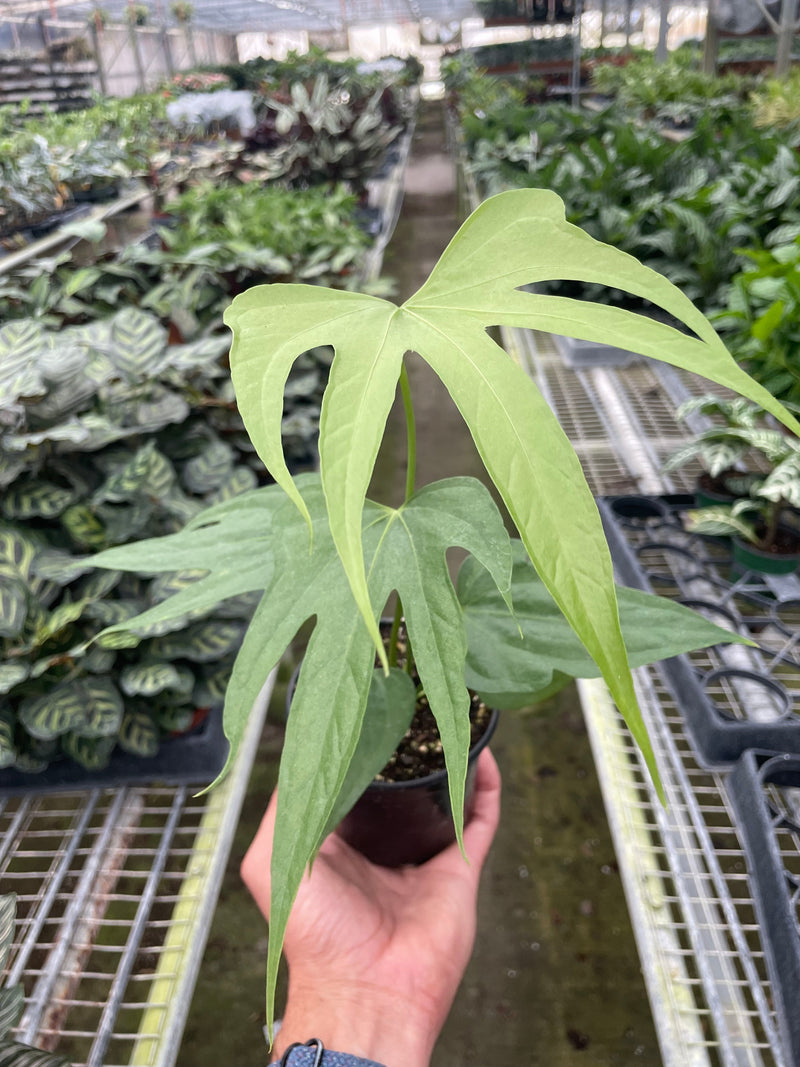 Anthurium Fingers