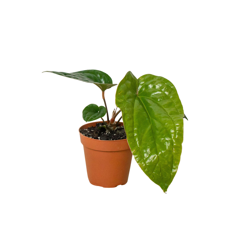 Anthurium &