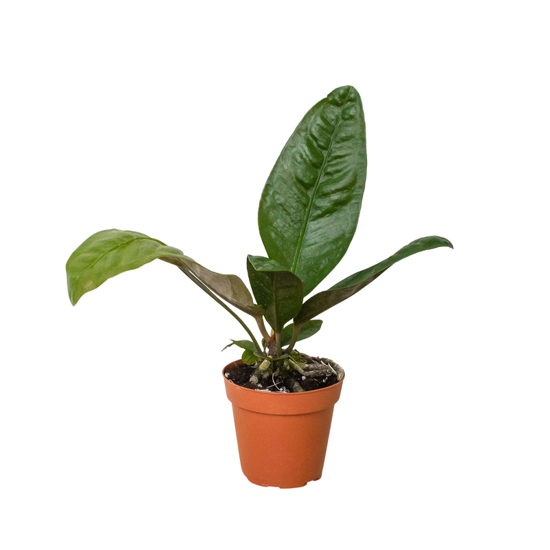 Anthurium &