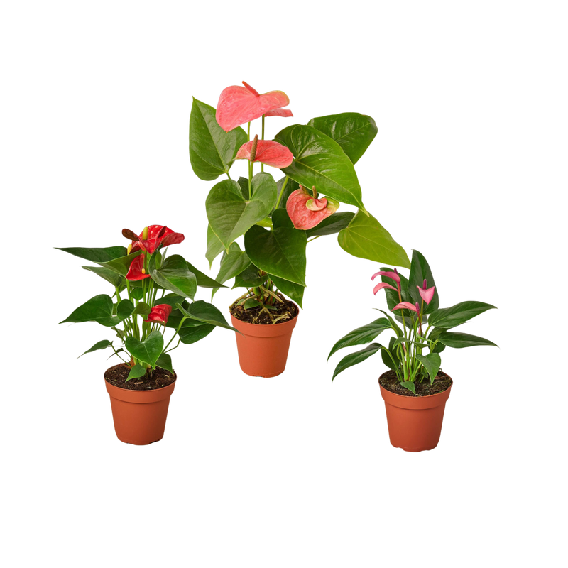 3 Anthurium Variety Pack- All Different Colors - 4" Pots