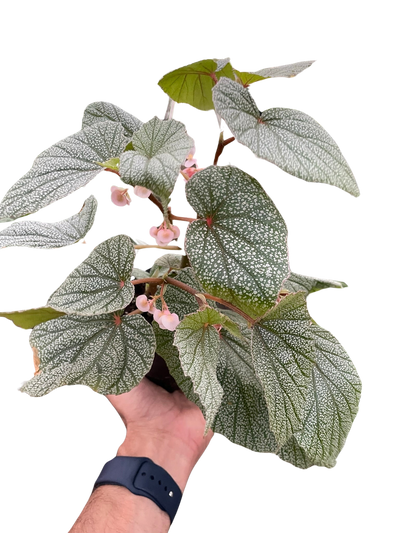 Begonia 'Frosty'