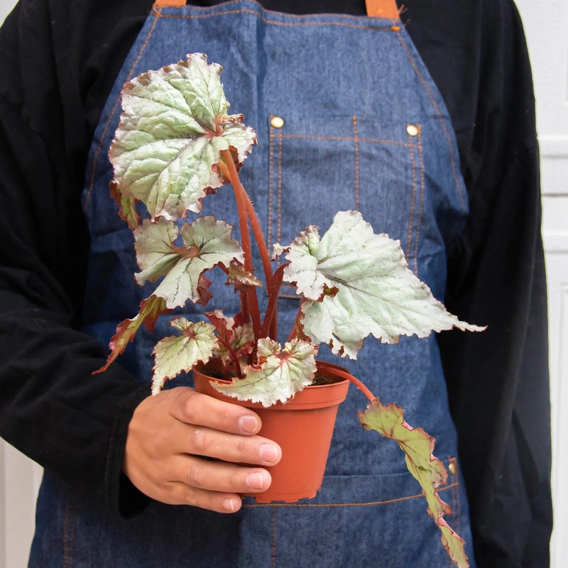 Begonia &