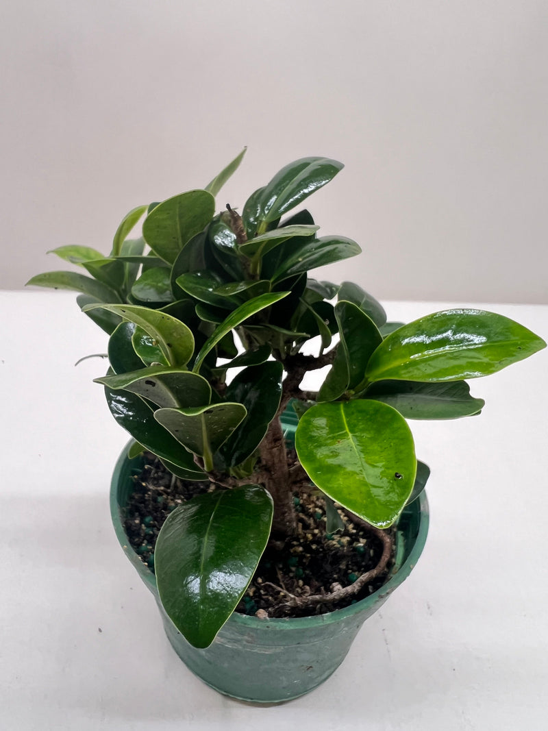 Bonsai Ficus Compacta