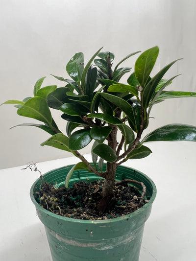 Bonsai Ficus Compacta