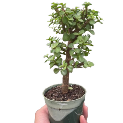 Bonsai Jade Dwarf Green