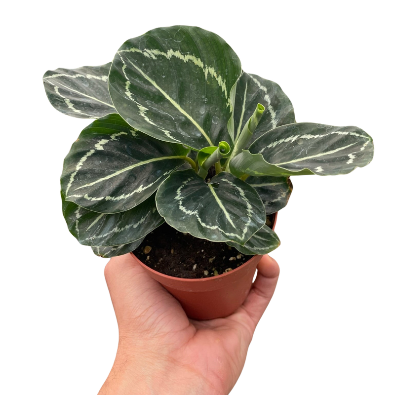 Calathea &