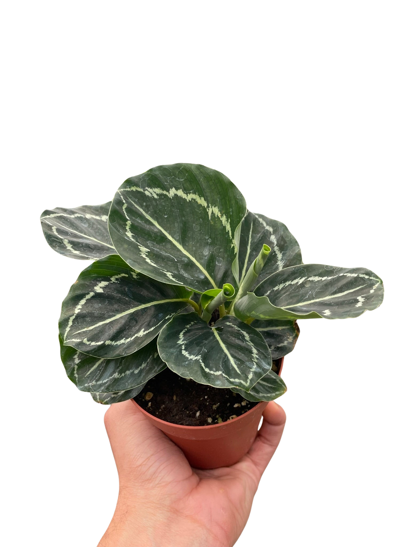 Calathea &